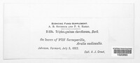 Triphragmium clavellosum image